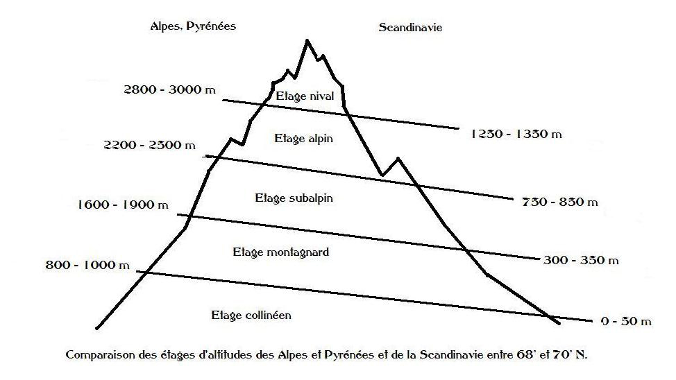 Schema étages de la flore selon l'altitude aux Lofoten