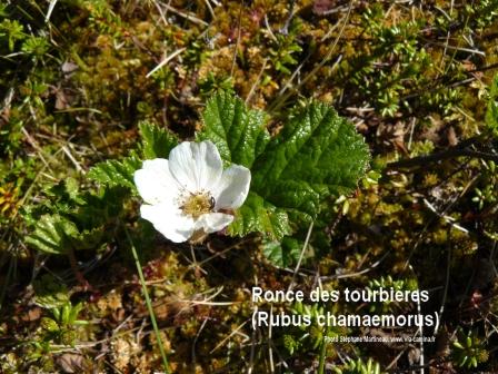 Rubus chamaemorus Lofoten