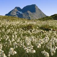Eriophorum field (Lofoten)