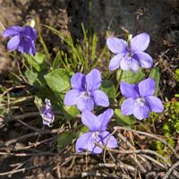flora of the Lofoten (Norway)