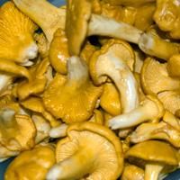 Delicious mushrooms from the Lofoten (Norway) Delicious mushrooms from the Lofoten (Norway)