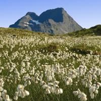 Eriophorum field (Lofoten) Eriophorum field (Lofoten)