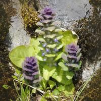 Ristinden1 Ristinden1