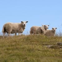 Karstaven (Lofoten - Norway) Karstaven (Lofoten - Norway)