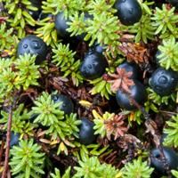 Lofoten Black crowberry Lofoten Black crowberry