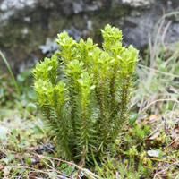 Lofoten mountain flora Lofoten mountain flora
